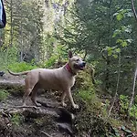 Pichlarn