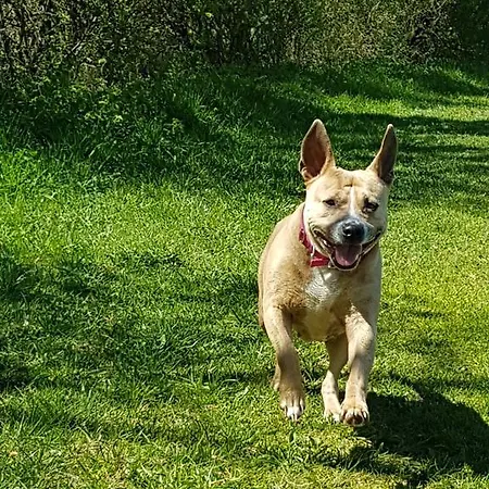 Апартаменты Pichlarn Айген (Энсталь)